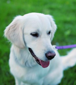 Dog grooming 101 - double coated breed