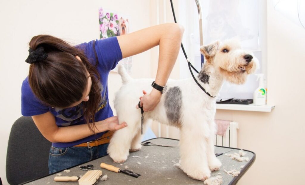 grooming your puppy