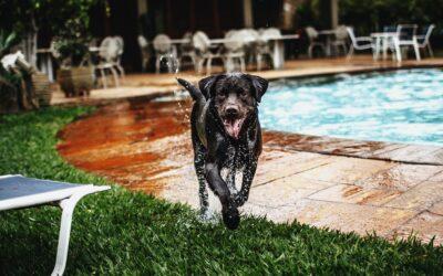 Tips To Help Keep Your Dog Cool This Summer