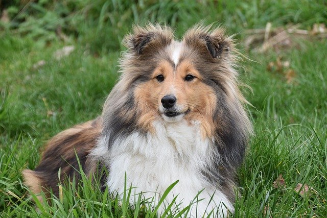 Shetland Sheepdog - top 10 dogs