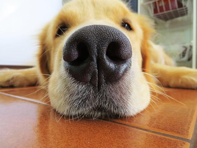 nose print is unique - facts about dogs