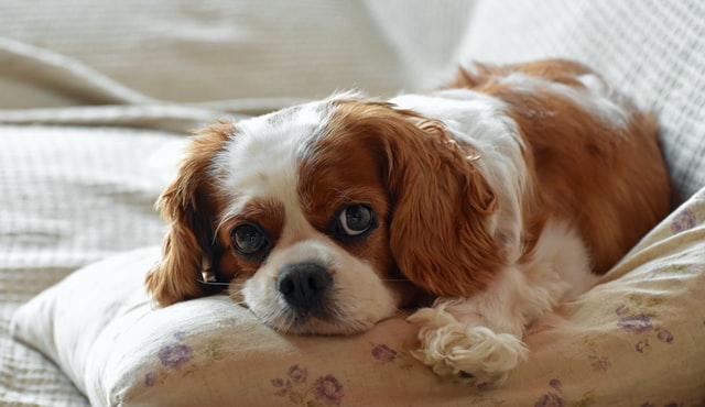 cavalier king charles spaniel - top 10 dogs