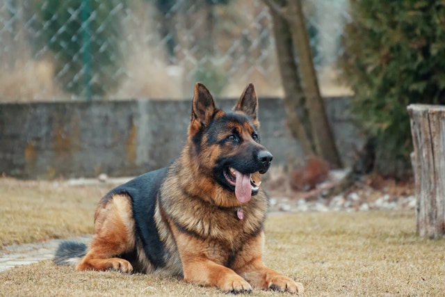 german shepherd - top 10 dogs