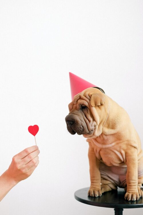 February Dog - Valentines - pet holidays