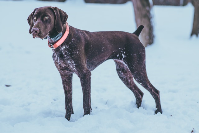 german shorthaired pointer - top 10