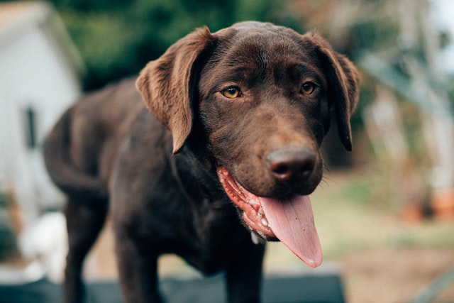 labrador retriever - top 10 most popular dog breeds
