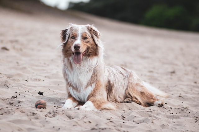 australian shepherd - top 10 dogs