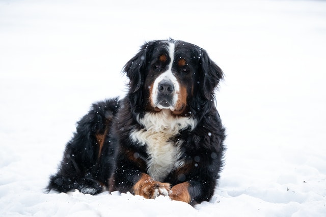 bernese mountain dog - top 10 dogs
