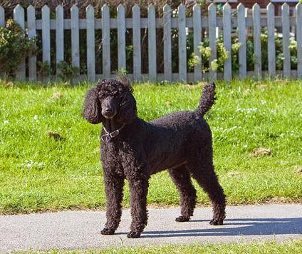 standard poodle - top 10