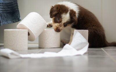 Five Tips For House Training Your New Puppy