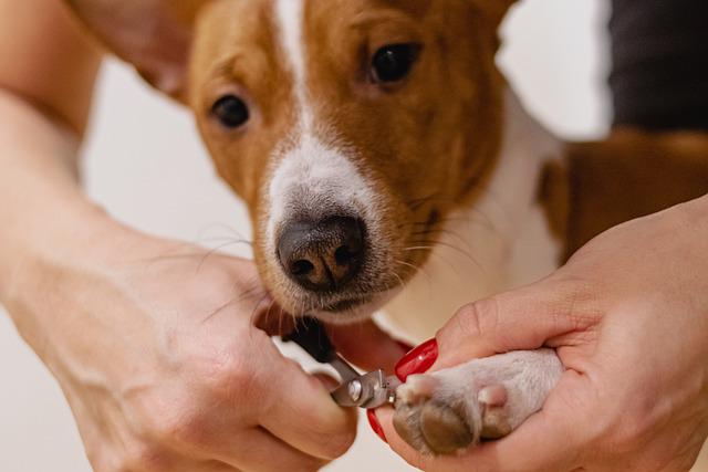 cutting dog's nails