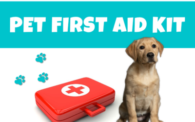 Be Prepared: How To Make A Pet First Aid Kit