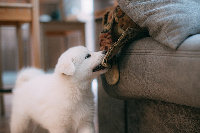 puppy proofing your home