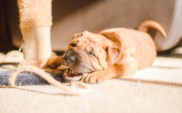 puppy chewing