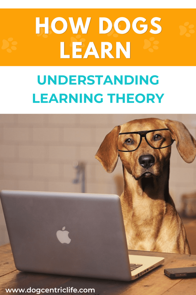 how dogs learn