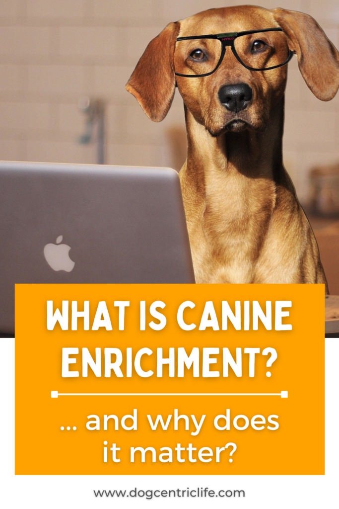 canine enrichment