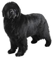 giant dog breeds - newfoundland