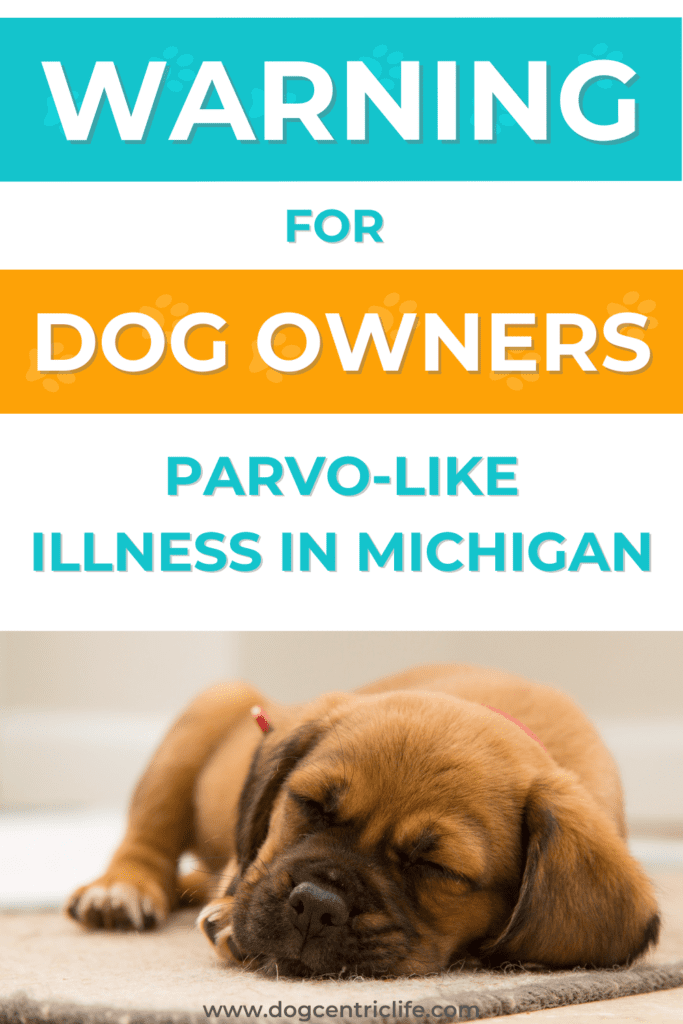 parvo-like illness