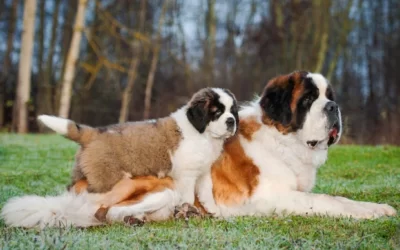 Living Large!  Giant Dog Breeds That Make Great Companions
