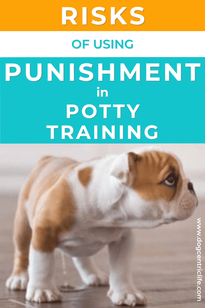 Puppy Potty Training Should You Punish Their Accidents? DogCentric Life