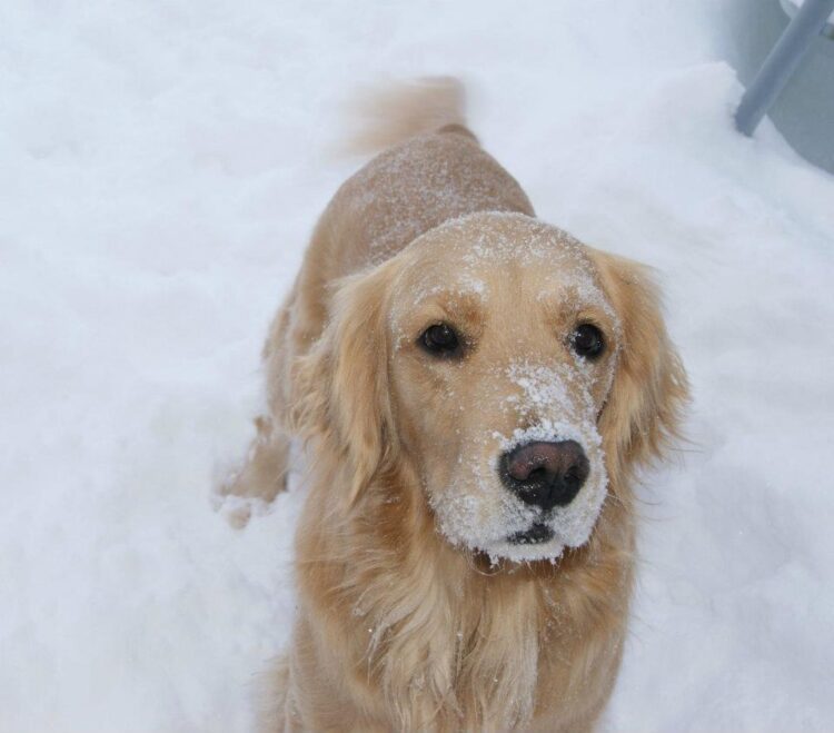 jorga in snow