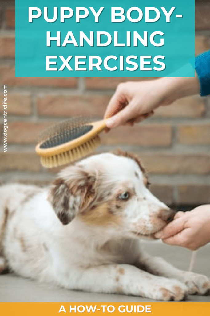 puppy handling exercises