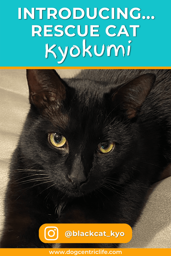 KYOKUMI @blackcat_kyo