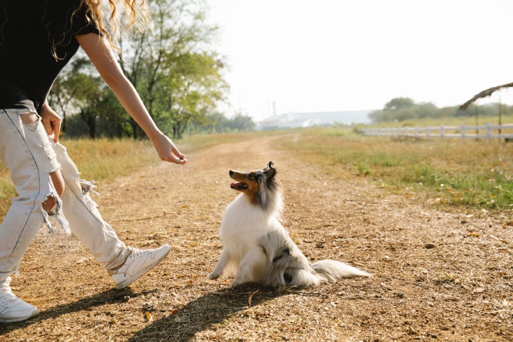 dog getting treat - extrinsic reinforcer