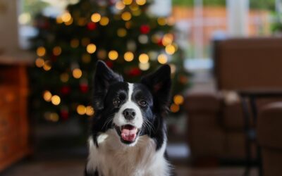 Dog-Friendly Christmas Ideas: How to Make the Holidays Special