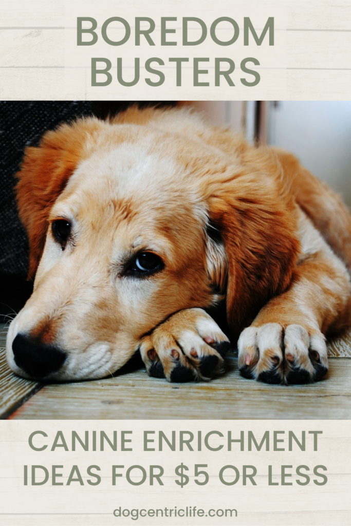 canine enrichment