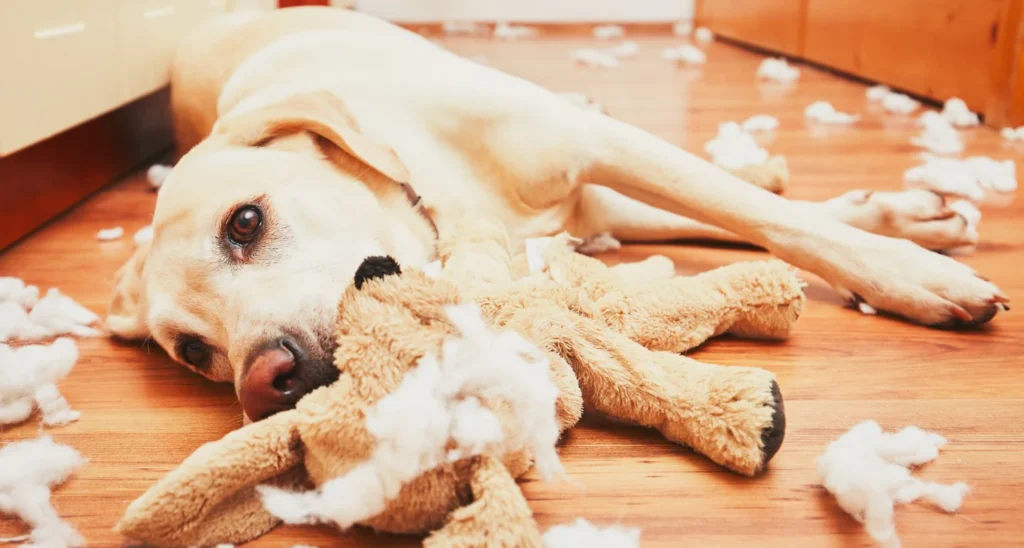 dog toys - dog has destroyed a plush toy