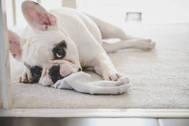 dog playing with stolen sock