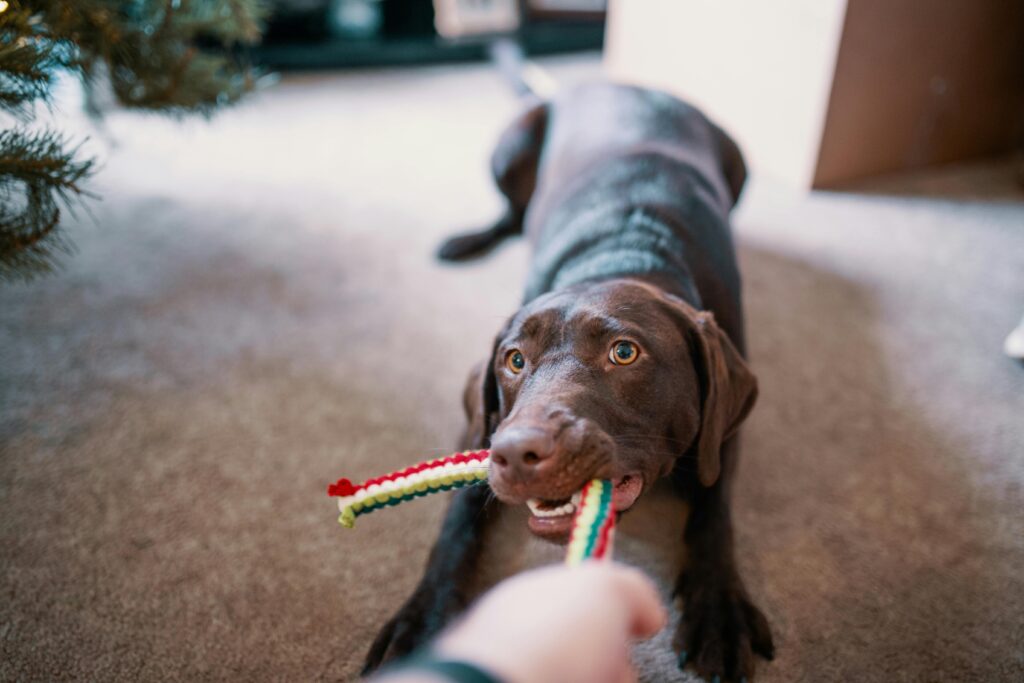 dog toys - dog playing tug of war with person