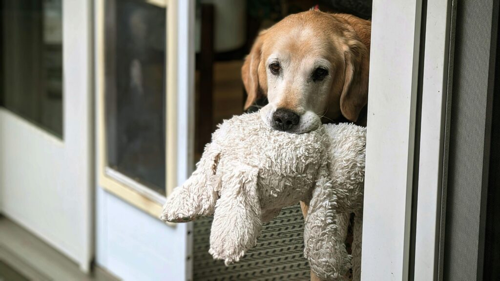 dog toys - dog gently holding stuffed toy